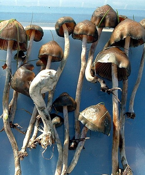 https://www.highleave.com/product/psilocybe-baecoystis